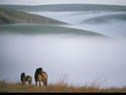 Chevaux sur la coline