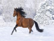 Cheval dans la neige