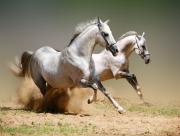 Chevaux au galop