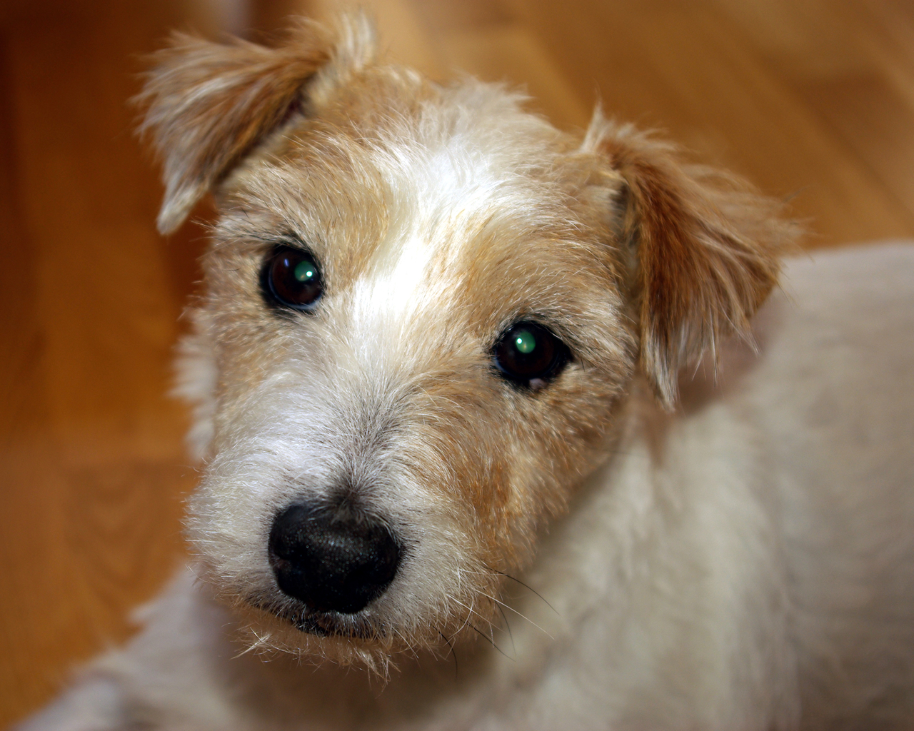 Fond d'ecran Chien blanc et marron