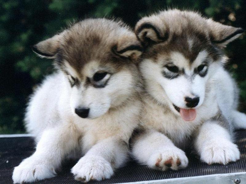 Fond d'ecran Deux petits chiens Husky