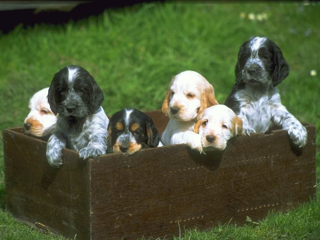 Fond d'ecran Chiots dans une boite