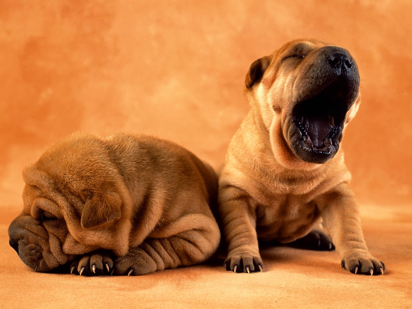 Fond d'ecran Deux Sharpei amusants