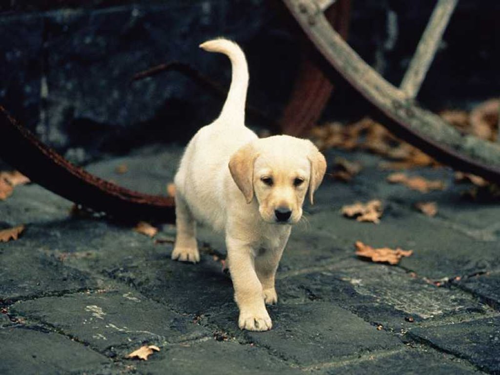 Fond d'ecran Petit labrador