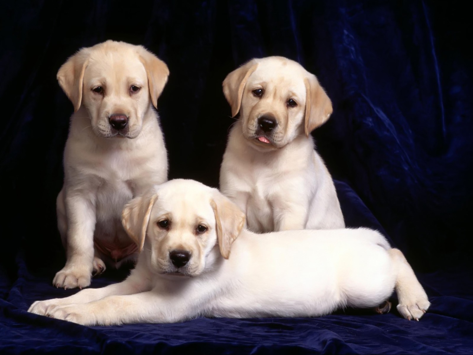 Fond d'ecran Frres labradors