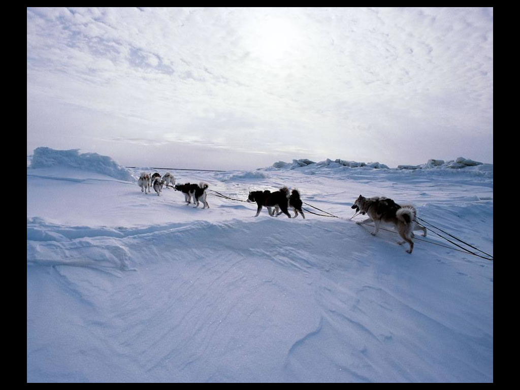 Fond d'ecran Chiens de traineau