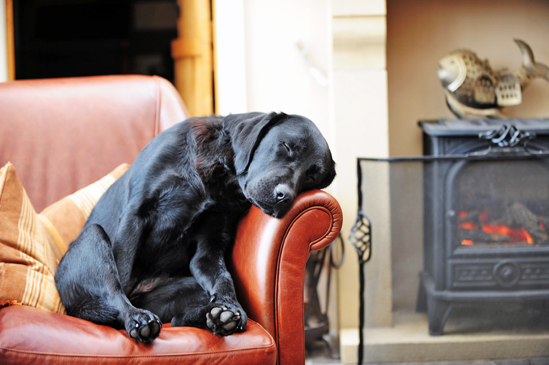 Fond d'ecran Chien dort sur canap