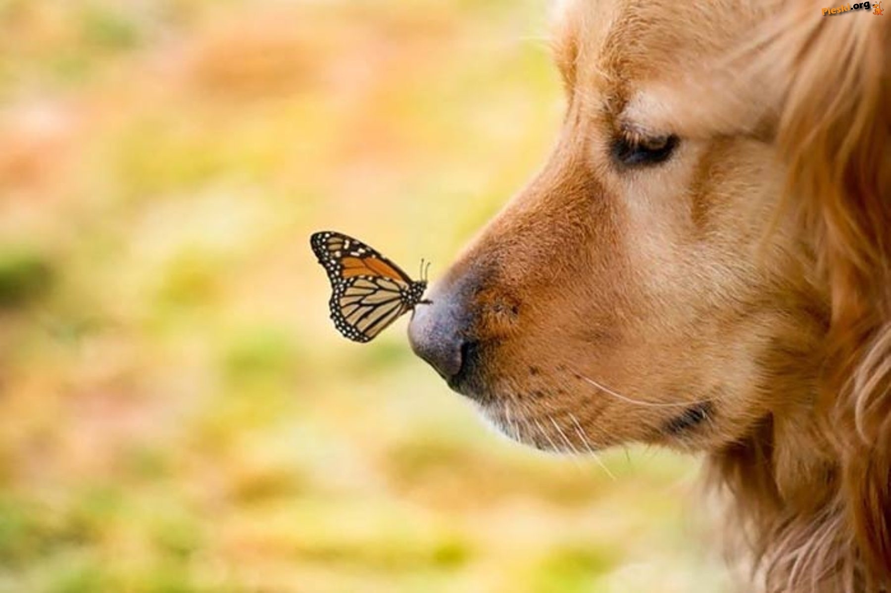 Fond d'ecran Chien et papillon