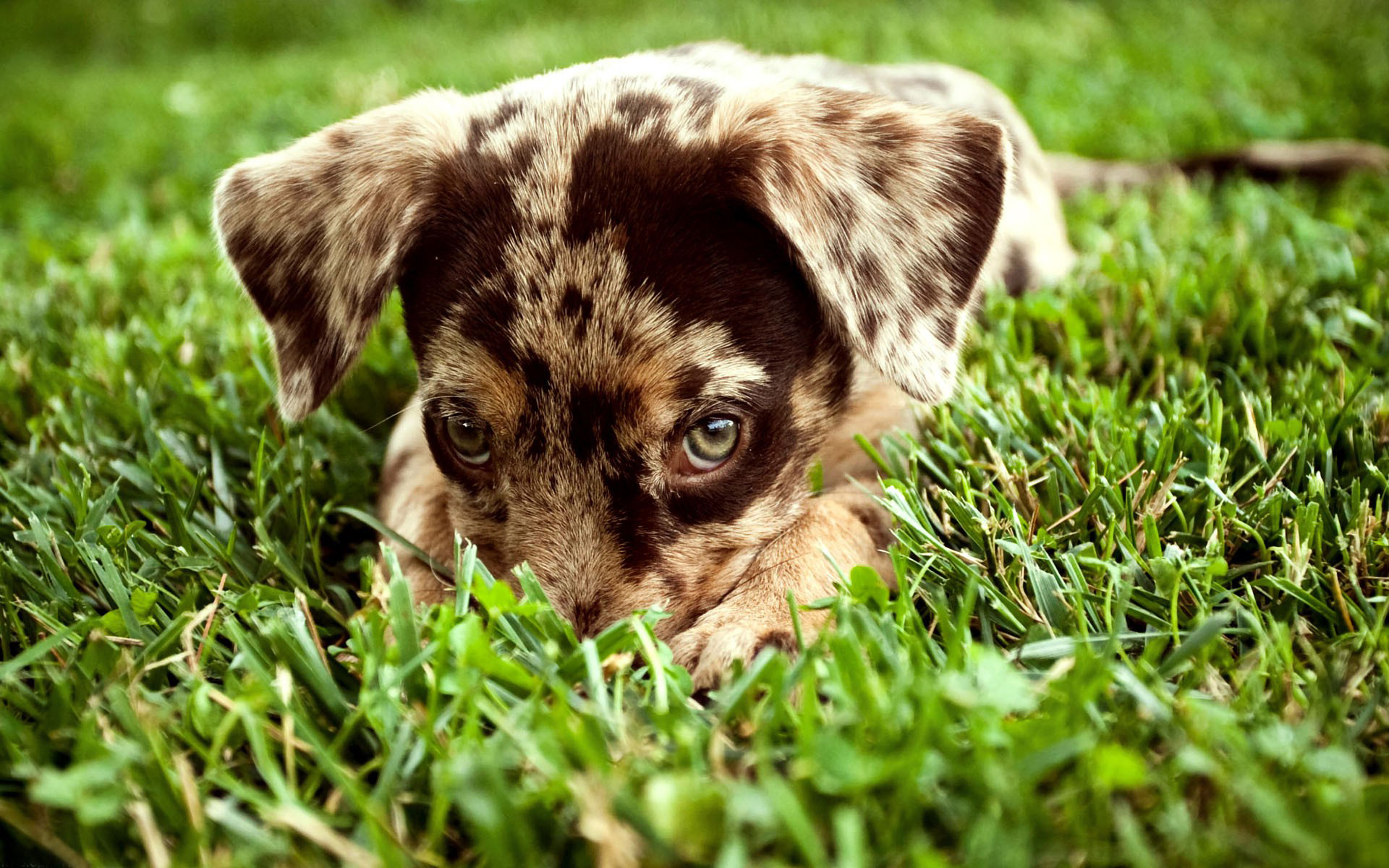 Fond d'ecran Petit chiot mignon dans l'herbe