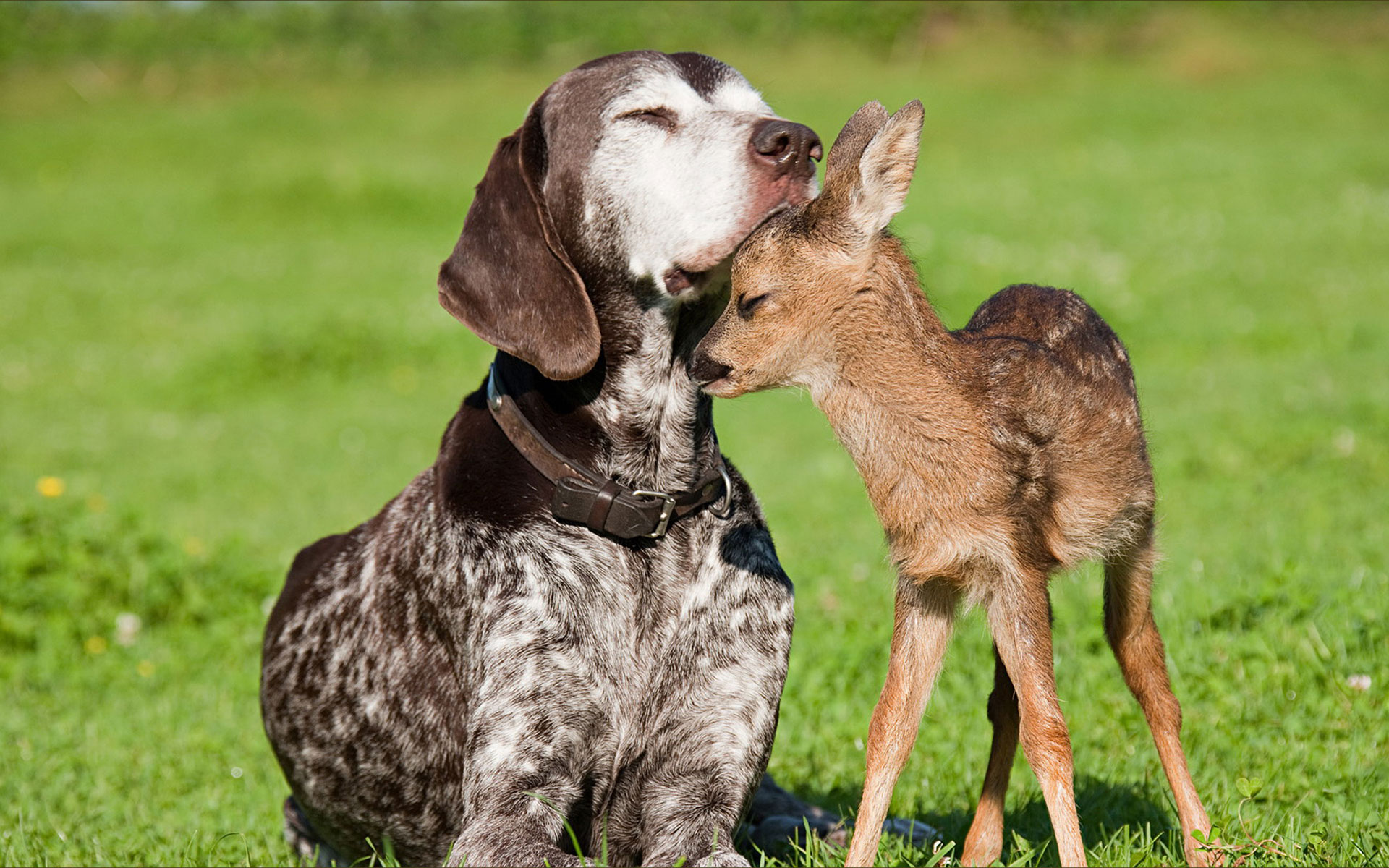 Fond d'ecran Amis chien et daim