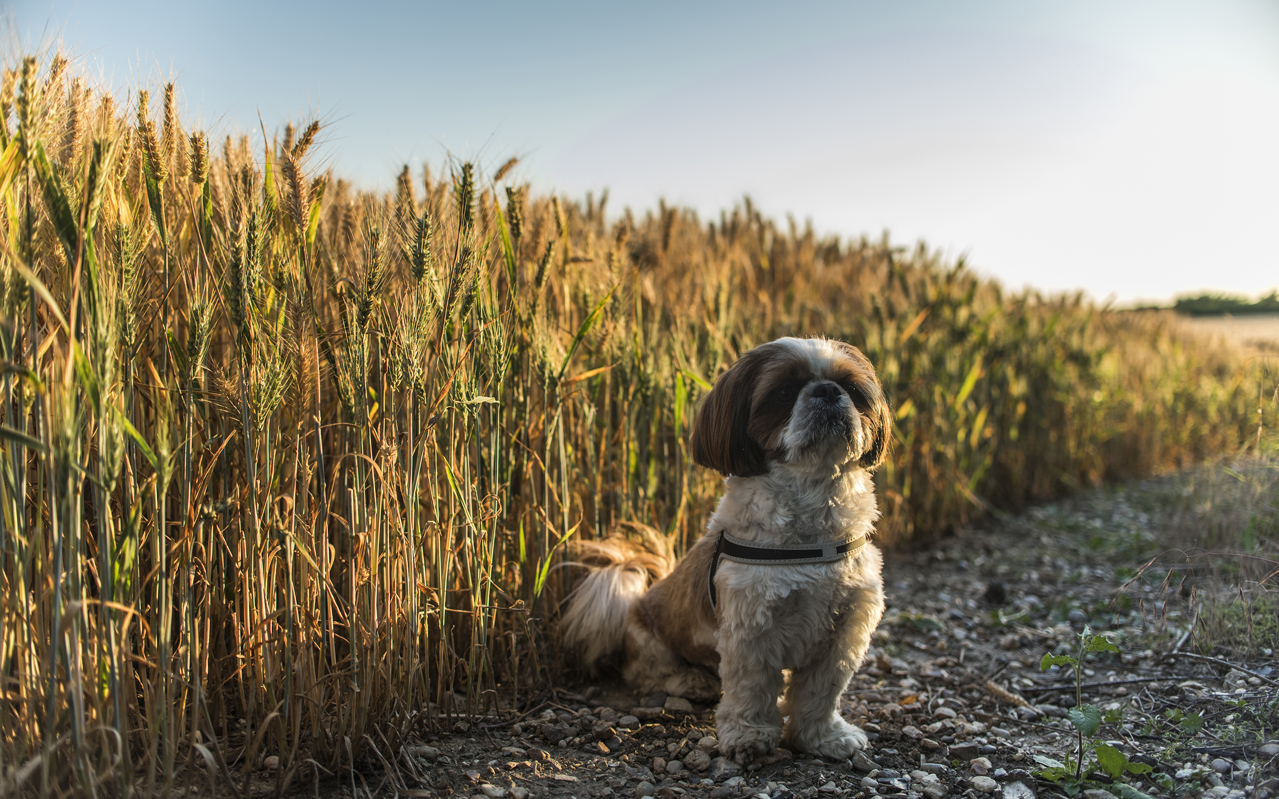 Fond d'ecran Chien et champs de bl