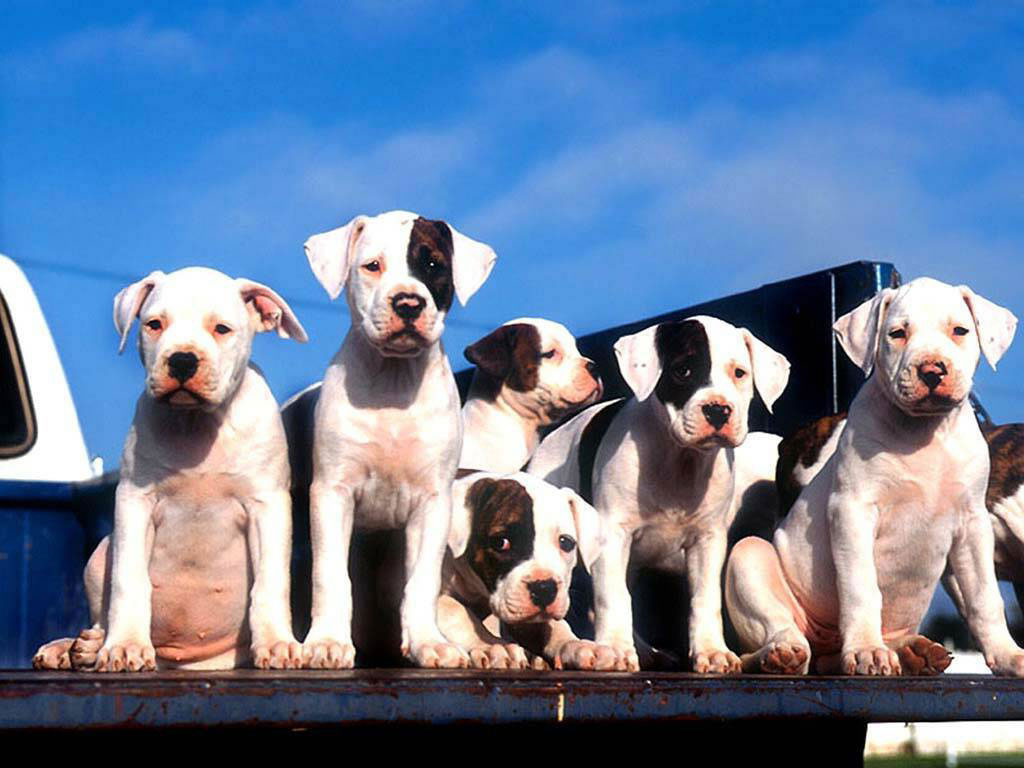 Fond d'ecran Chiens dans un pick-up