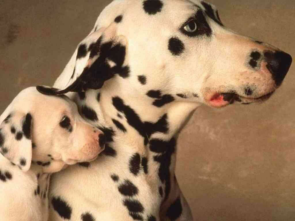 Fond d'ecran Dalmatiens