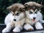 Deux petits chiens Husky
