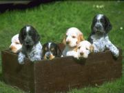 Chiots dans une boite