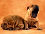 Deux Sharpei amusants