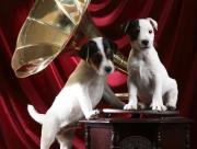 Chiens musique