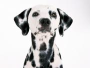 Dalmatien face