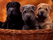 Trois chiens mignons