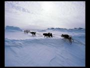 Chiens de traineau