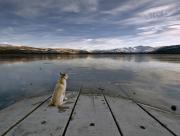 Chien et lac gel