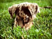 Petit chiot mignon dans l'herbe