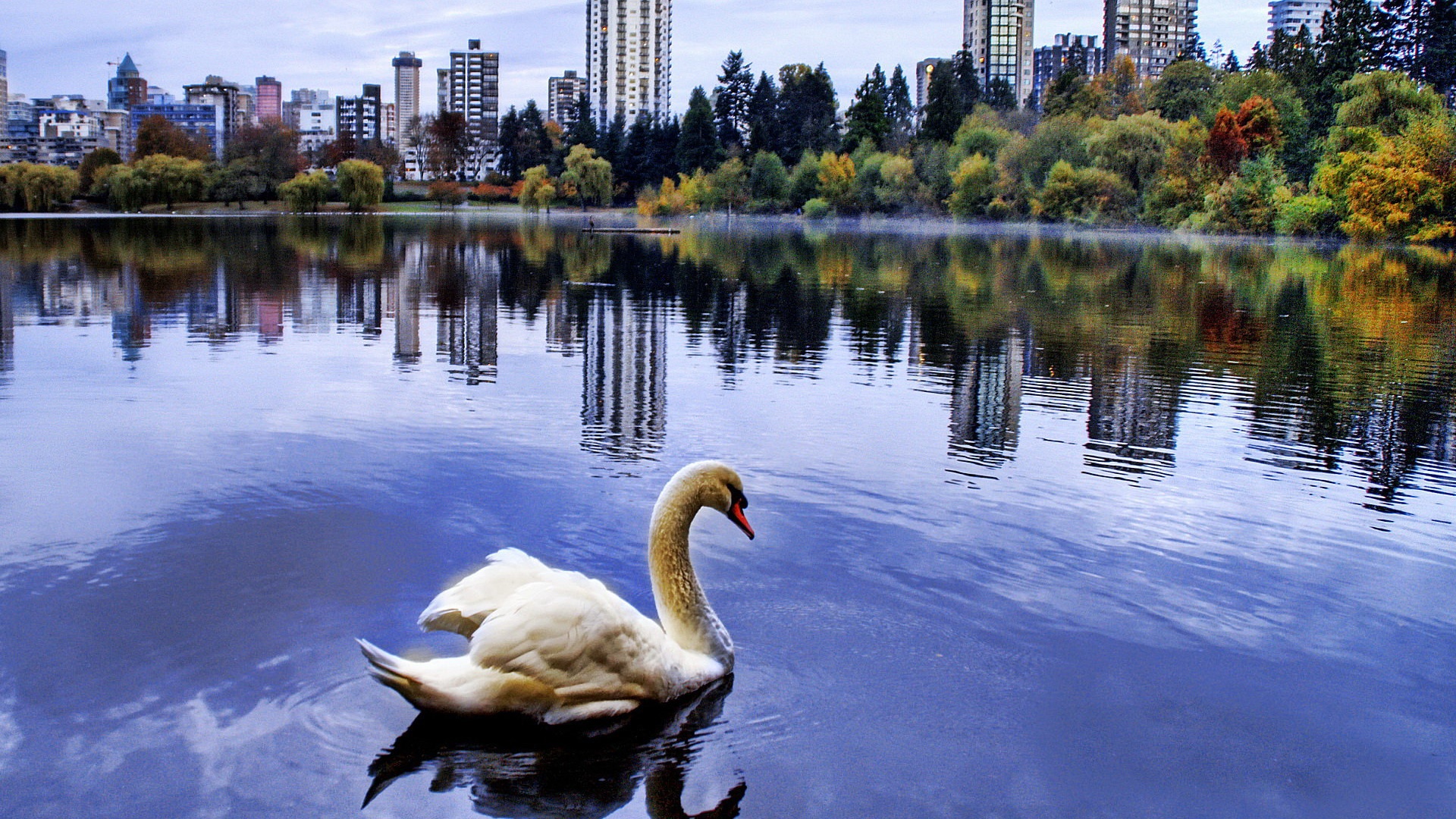 Fond d'ecran Cygne pres de la ville