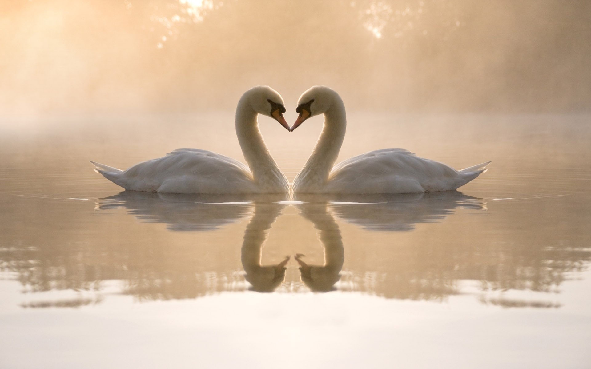 Fond d'ecran Cygnes et amour