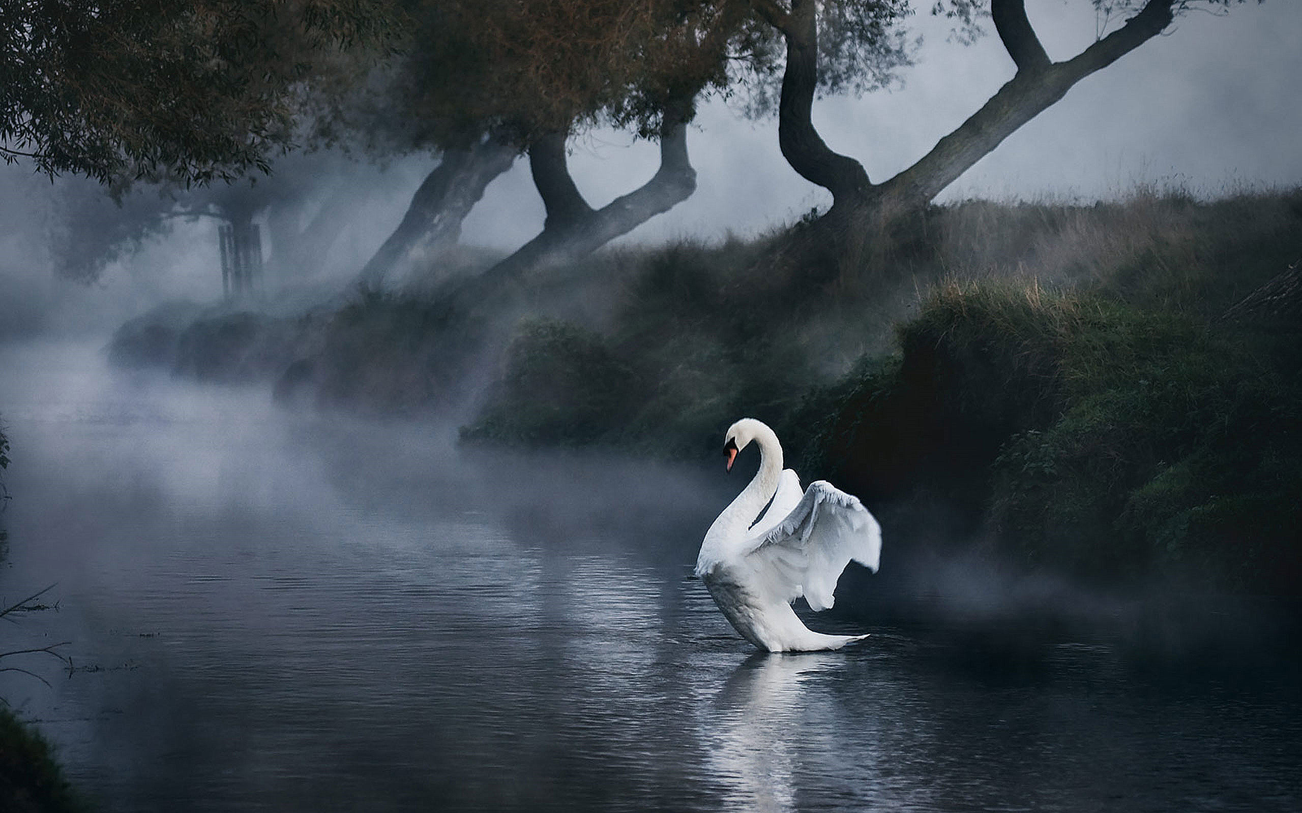 Fond d'ecran Cygne sur l'eau