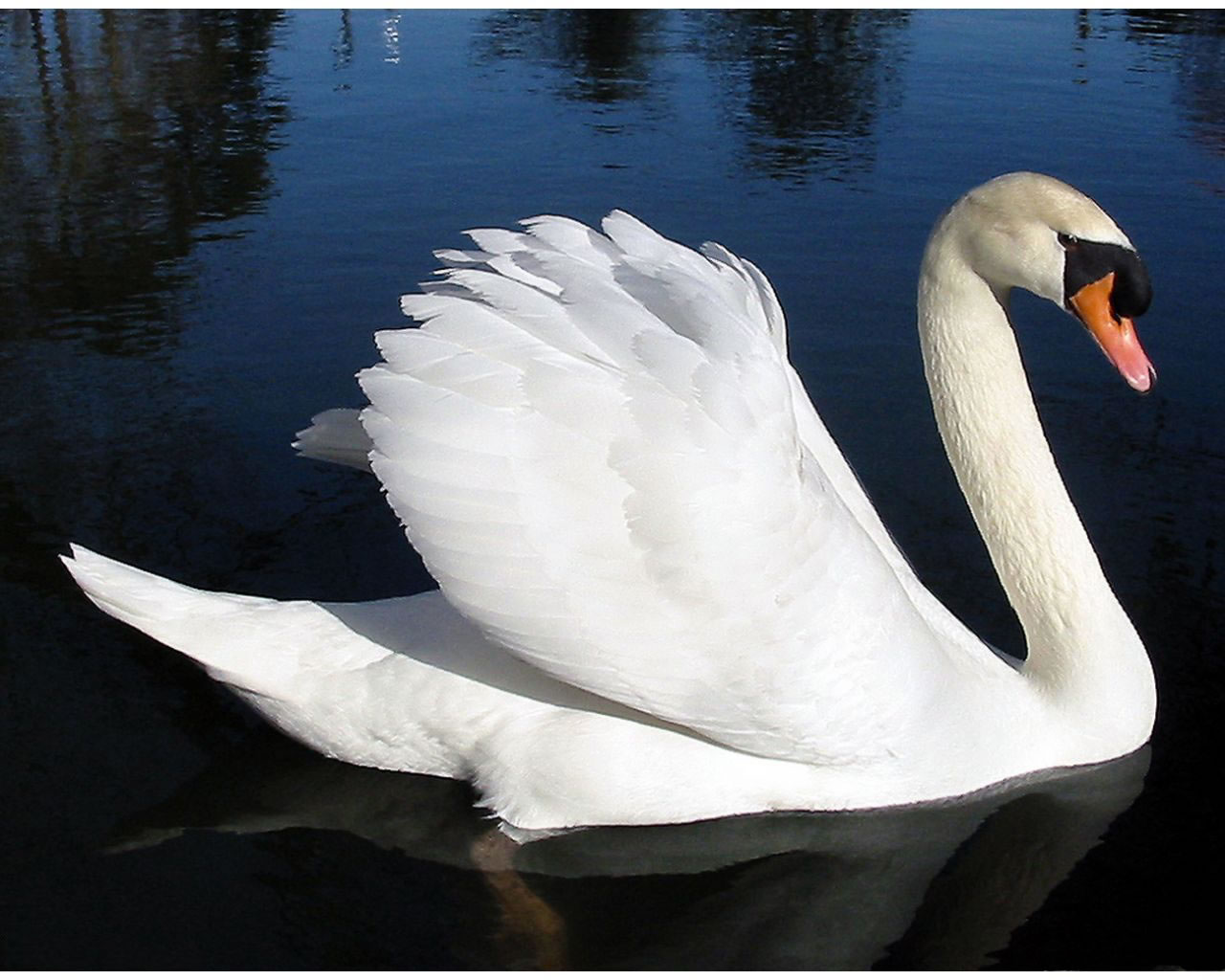 Fond d'ecran Cigne