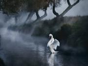 Cygne sur l'eau