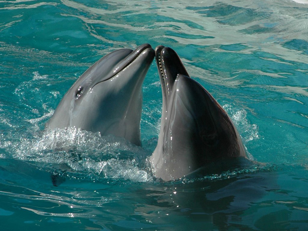 Fond d'ecran Dauphins joueurs