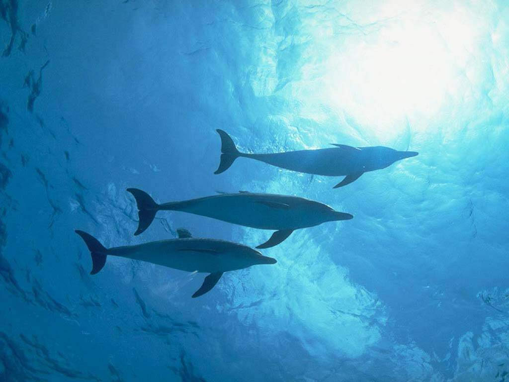 Fond d'ecran Trois dauphins
