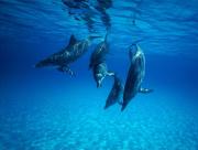 Dauphins