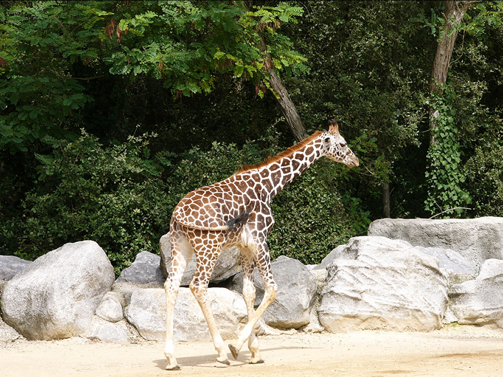 Fond d'ecran Girafe