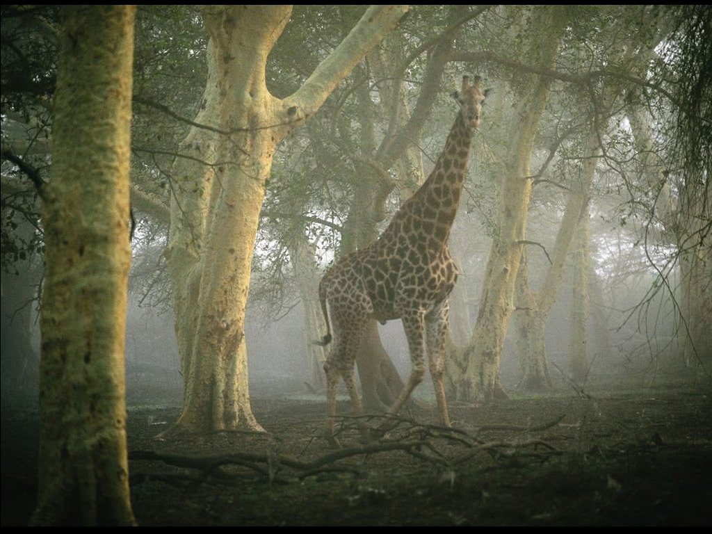 Fond d'ecran Dans la foret