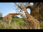 Girafe