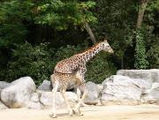 Girafe