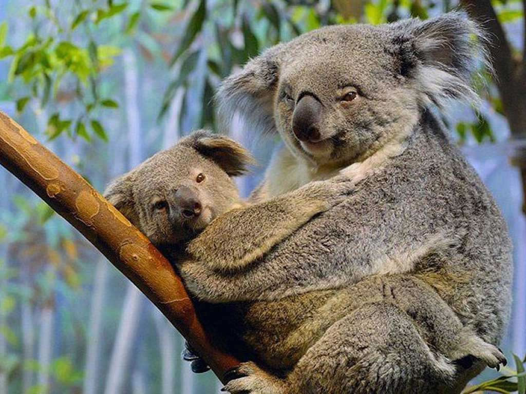 Fond d'ecran Koala et son petit