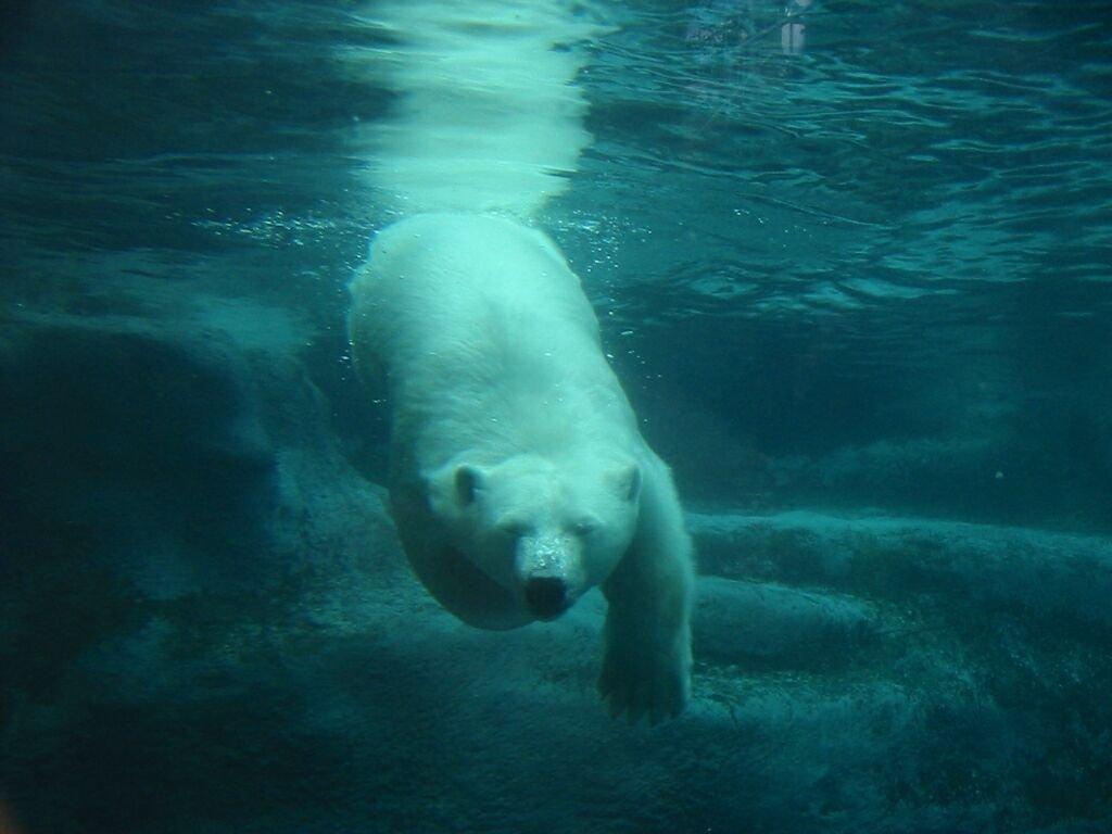 Fond d'ecran Ours polaire