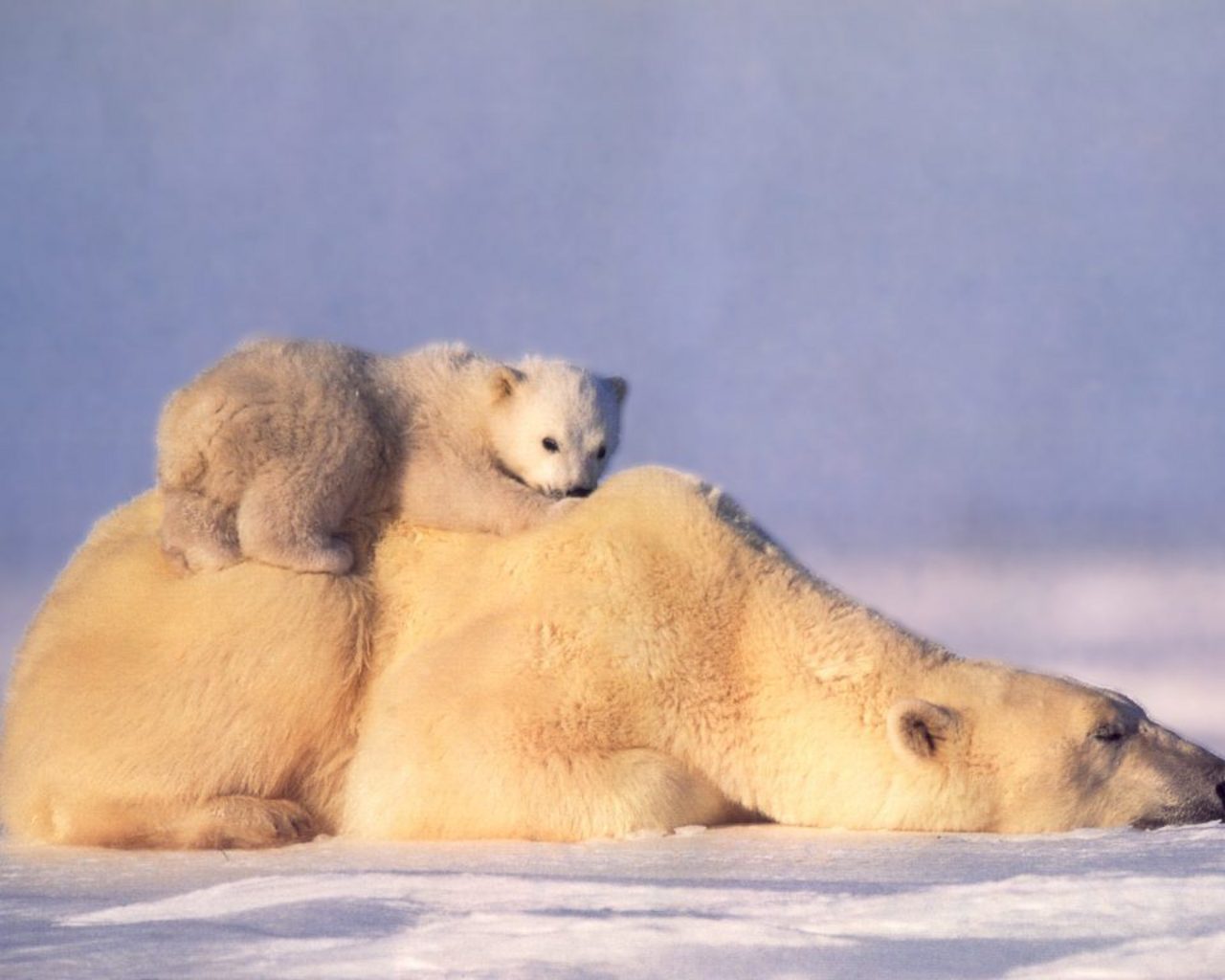 Fond d'ecran Ours polaires pre et fils