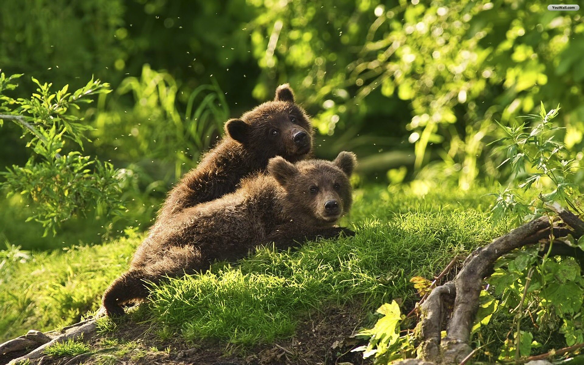 Fond d'ecran Petits oursons