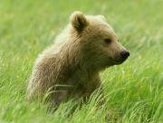 Ourson dans l'herbe