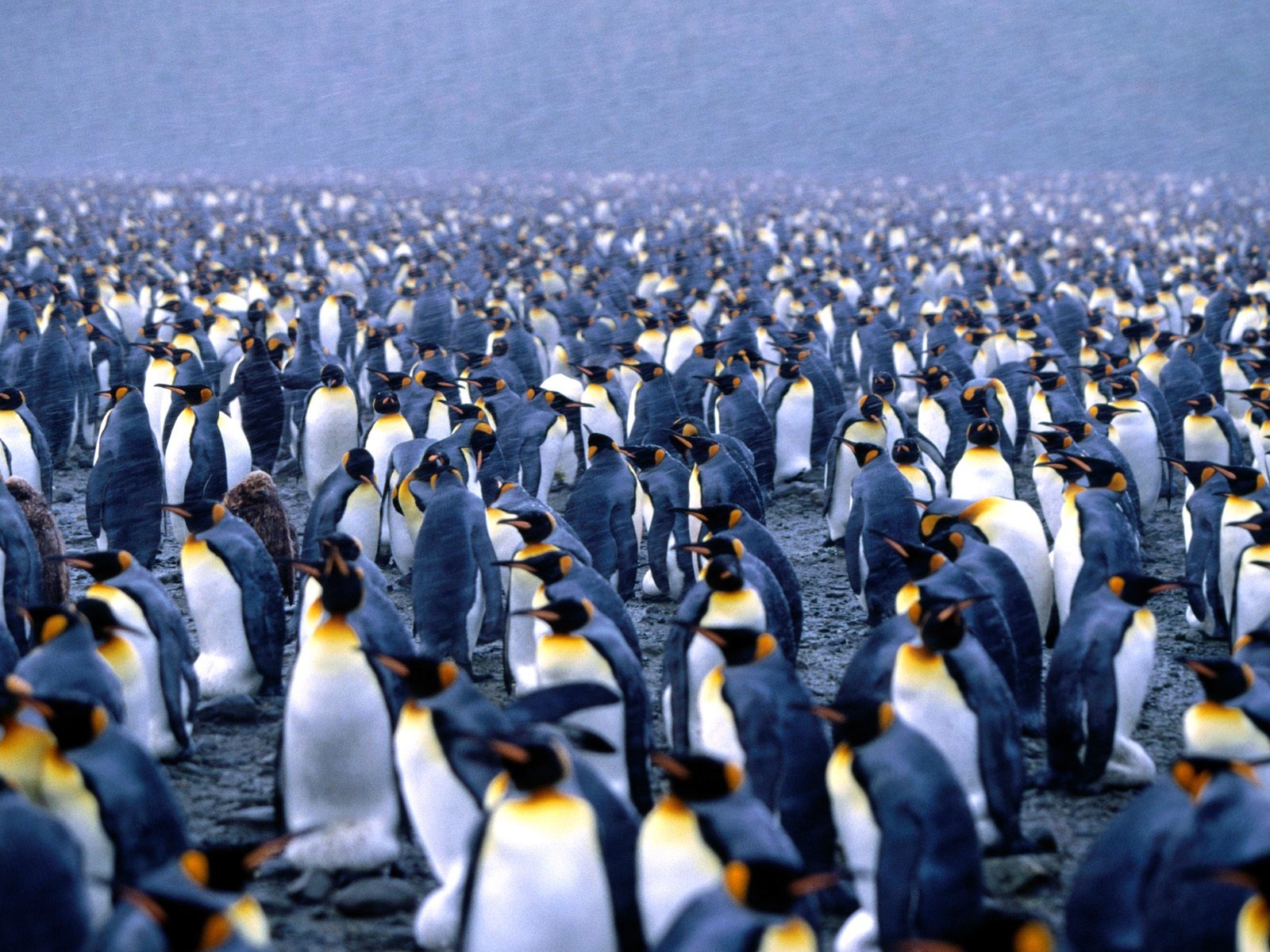 Fond d'ecran Foule de pingouins
