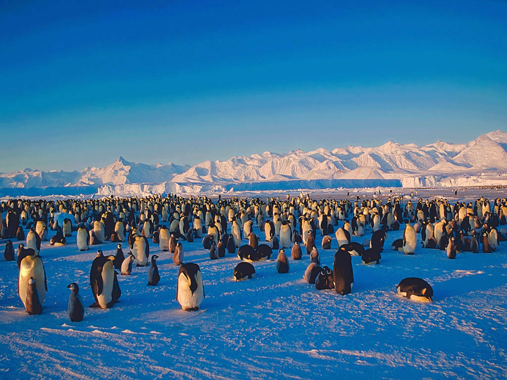 Fond d'ecran Pingouin