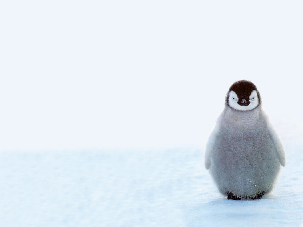 Fond d'ecran Pingouin