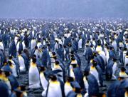 Foule de pingouins