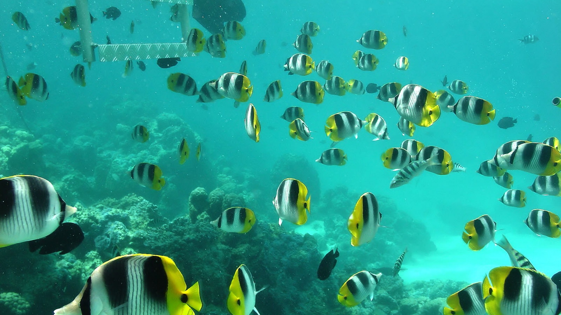 Fond d'ecran Banc de poissons des les