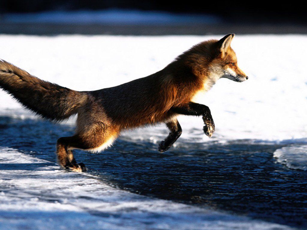 Fond d'ecran Renard dans la neige