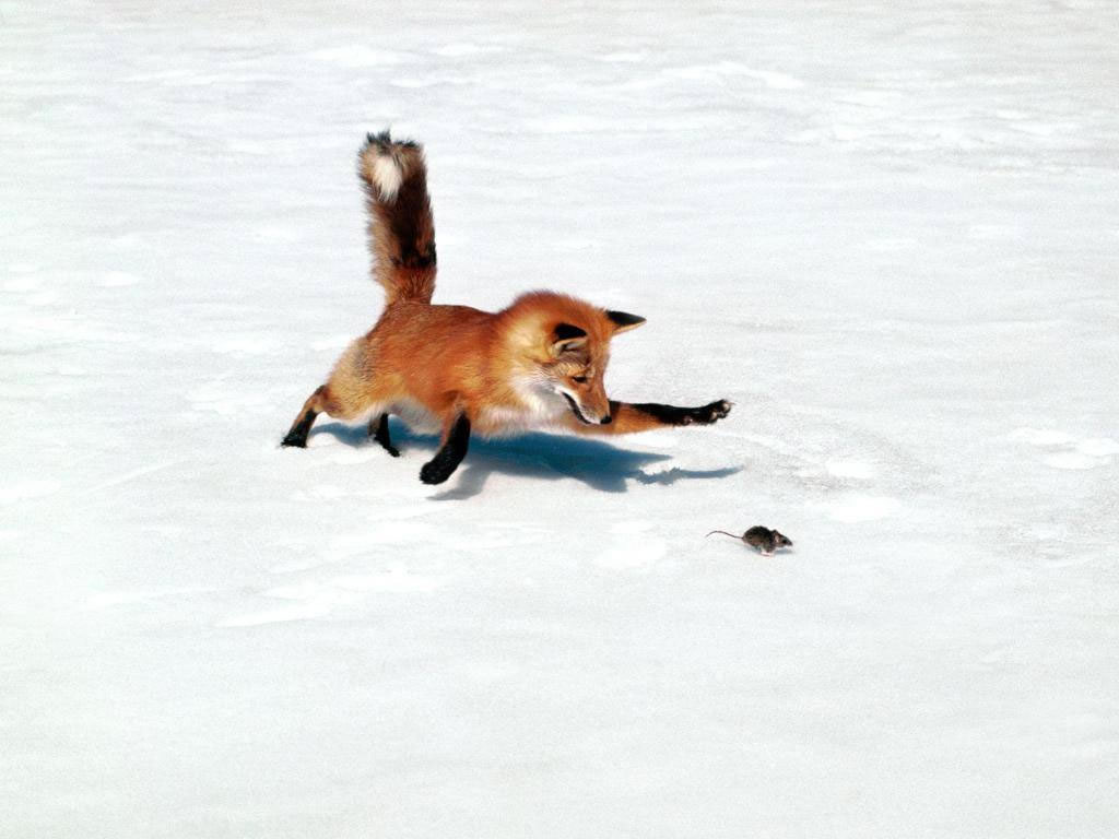 Fond d'ecran Un renard et une souris